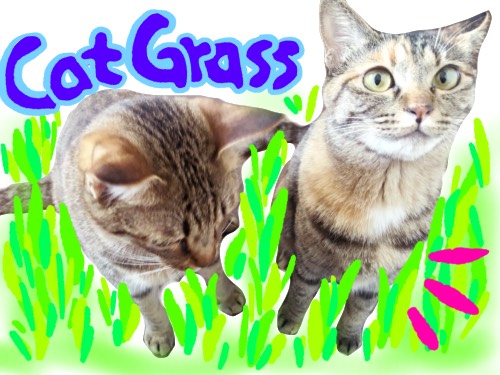 猫草はナマ物 与え方と100均猫草の育て方のポイントを紹介 食べる分だけ育てよう