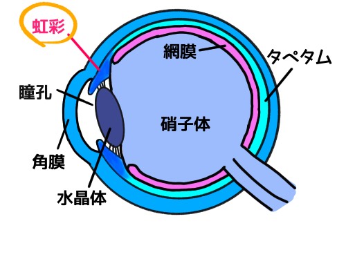 かむねろ／キトンブルーのしくみ