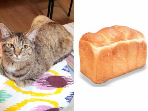 catloaf