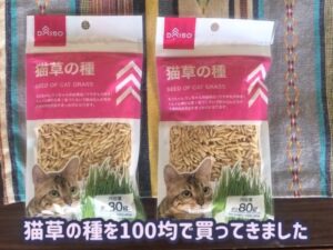 かむねろ／猫草