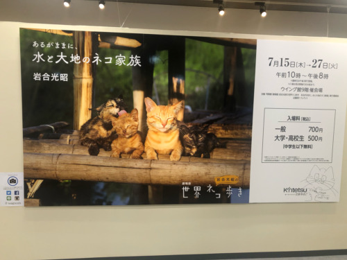 世界ネコ歩き展