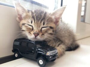 食道狭窄症の猫