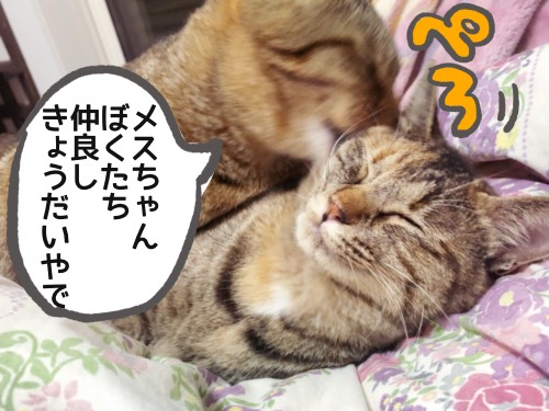 首を噛む猫1